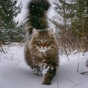 Сибирский Кот